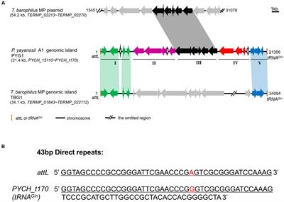 An Integrative Genomic Island Affects the Adaptations of the Piezophilic Hyperthermophilic Archaeon Pyrococcus yayanosii to High Temperature and High Hydrostatic Pressure